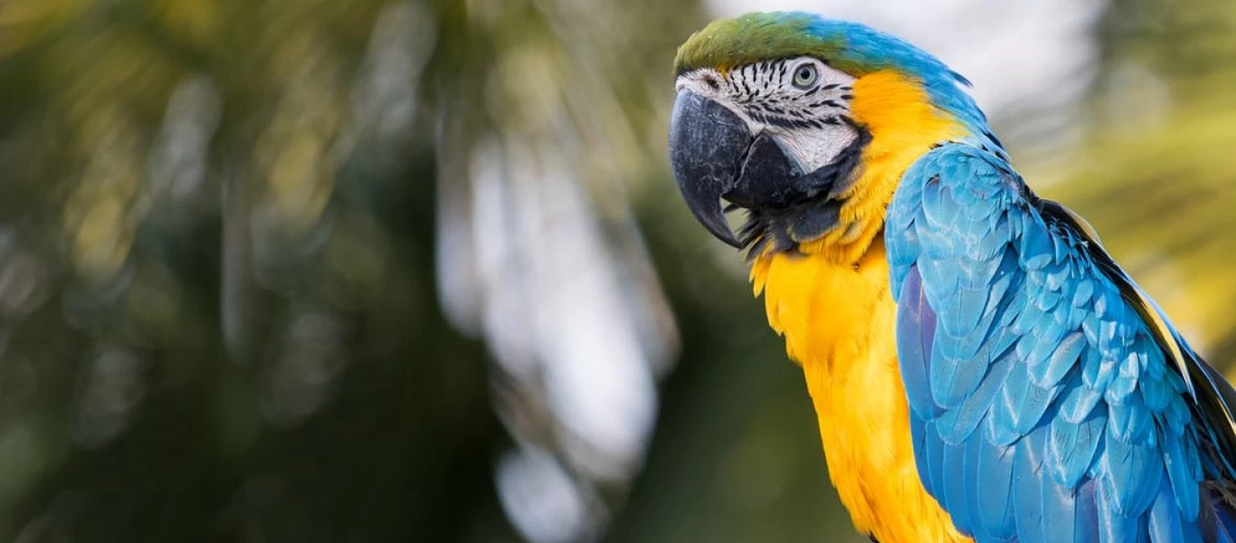 Αργεντινή: Παπαγάλος θα... «καταθέσει» για υπόθεση ασέλγειας και δολοφονίας - Eπανέλαβε τα τελευταία λόγια του θύματος